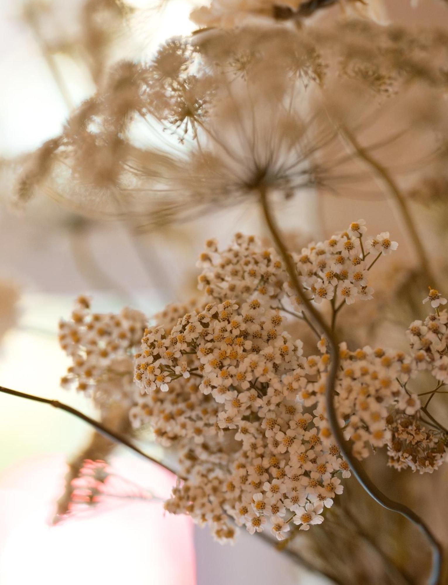 Leighton House Boutique B&B Bath Extérieur photo Dried chamomile flowers
